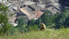 14 Marmotte depuis Miallay